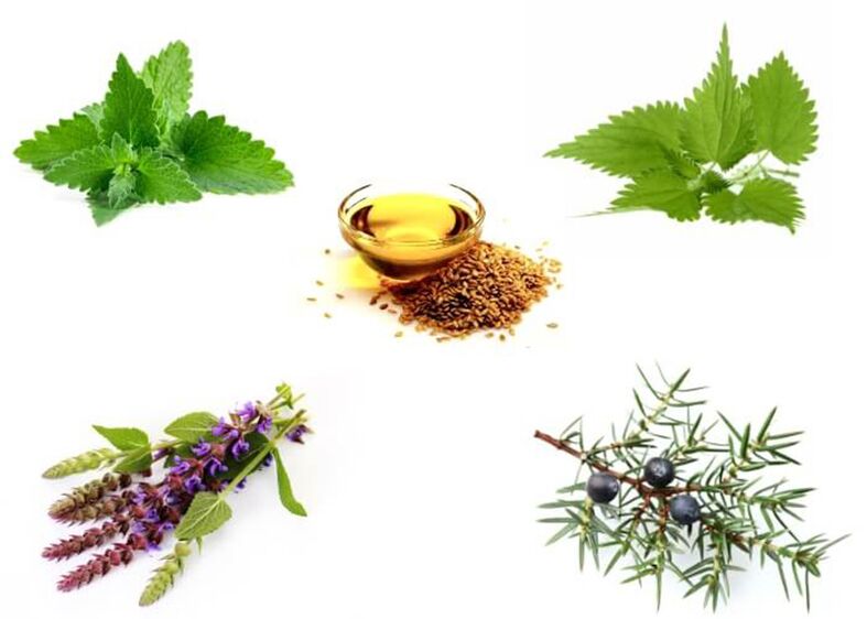 Bạc hà, cây tầm ma, húng tây, cây bách xù và dầu hạt lanh