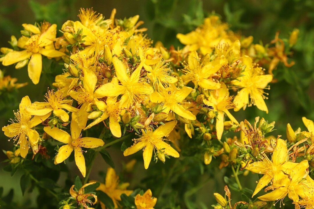 St. John's wort cho hiệu lực