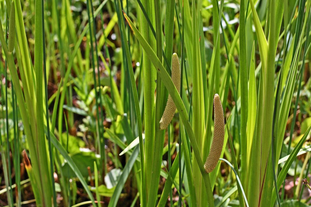 thảo mộc calamus cho hiệu lực